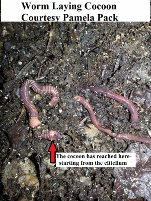 identify worm dropping cocoon pamela pack                   
